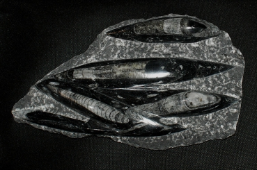Orthoceras
